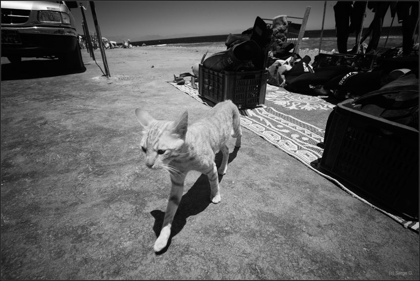 Eine Reihe von "Life of Fotzen"