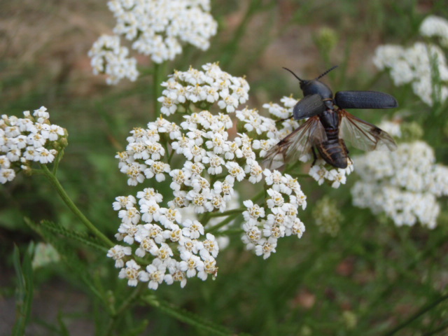 Auf dem Vormarsch ...