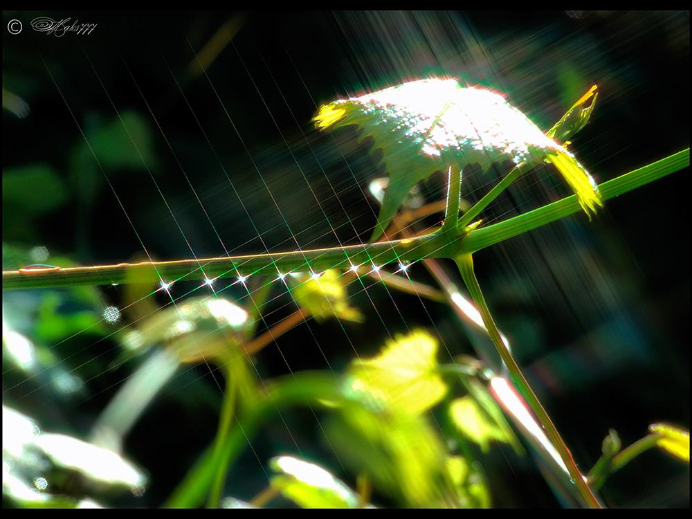 Ein Zweig der Trauben