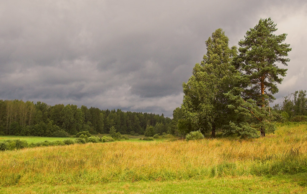 Birke mit Pinien ... bedeckt, dem Tag der Wind ...