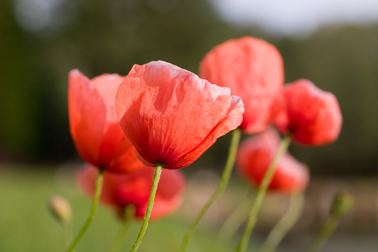 Scharlach Mohn