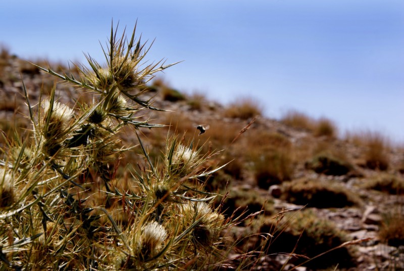 to bee or not to bee