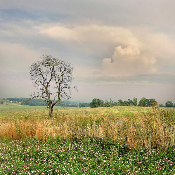 Sketch mit trockenem Holz
