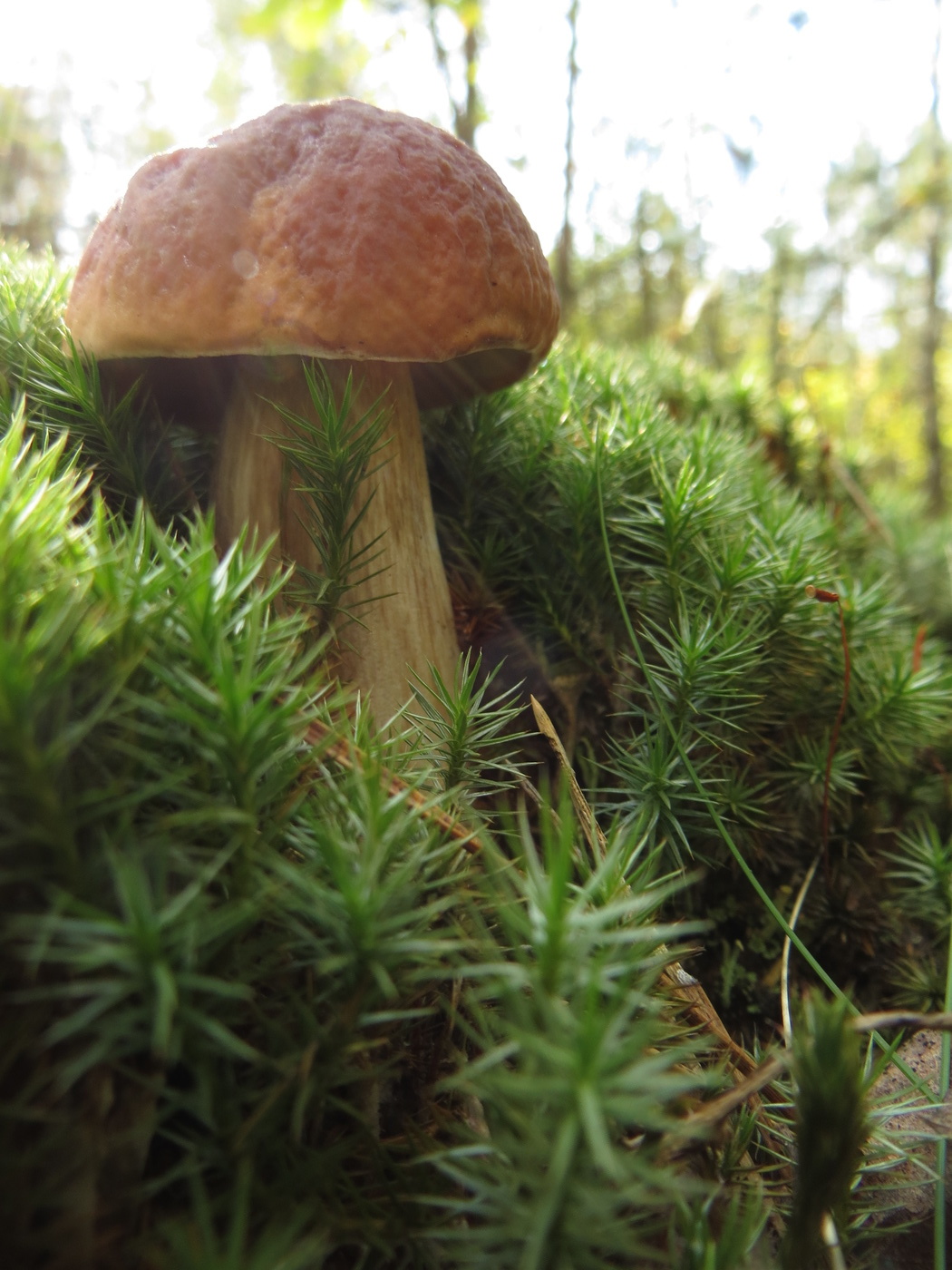 Geschenke des Herbstes