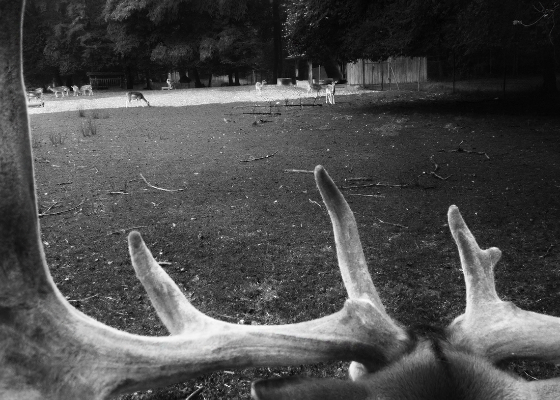 Als ich dich sah ...