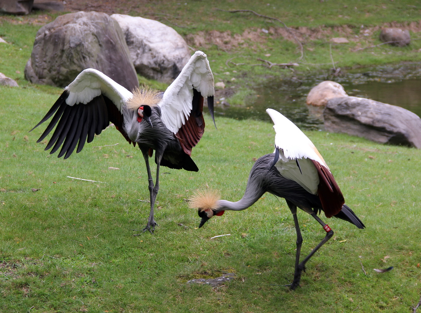 Aufforderung zum Tanz