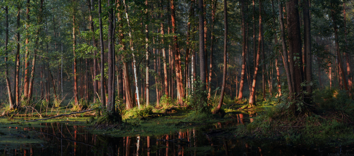 In den Abendstrahlen