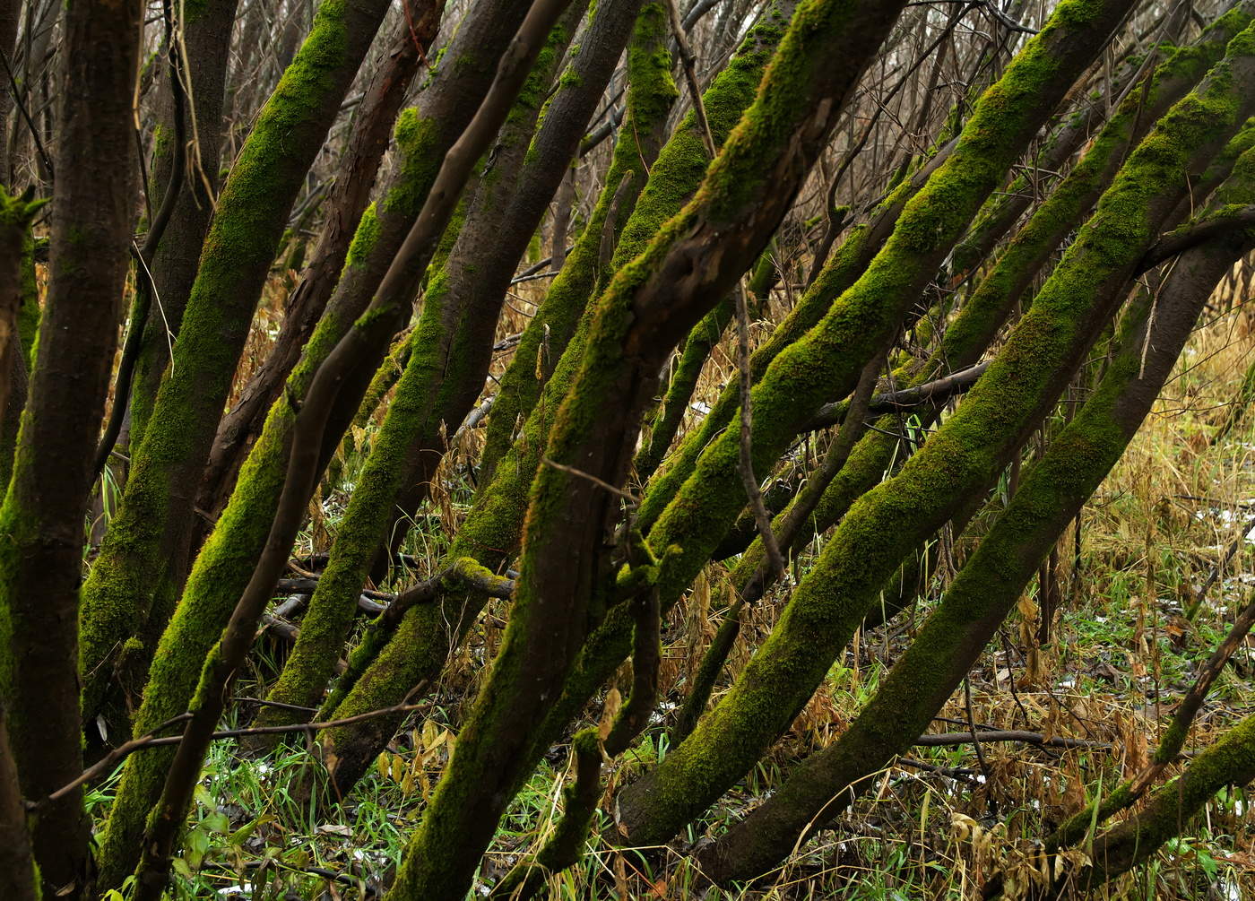 Es gibt Wunder draußen wandernde Goblin ...