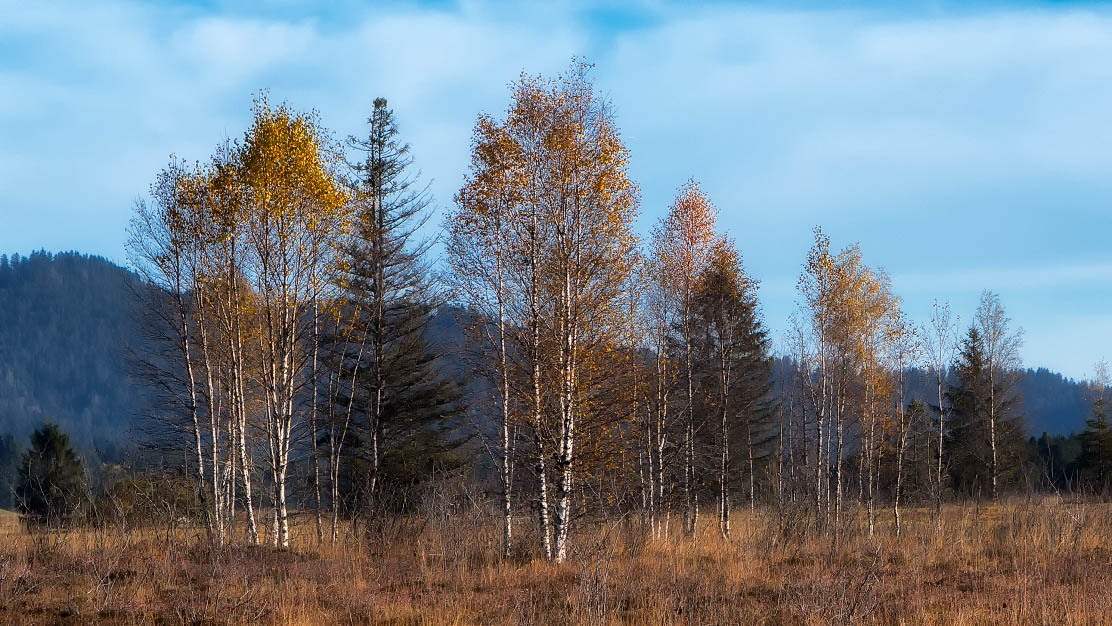 Birken im Hochmoor