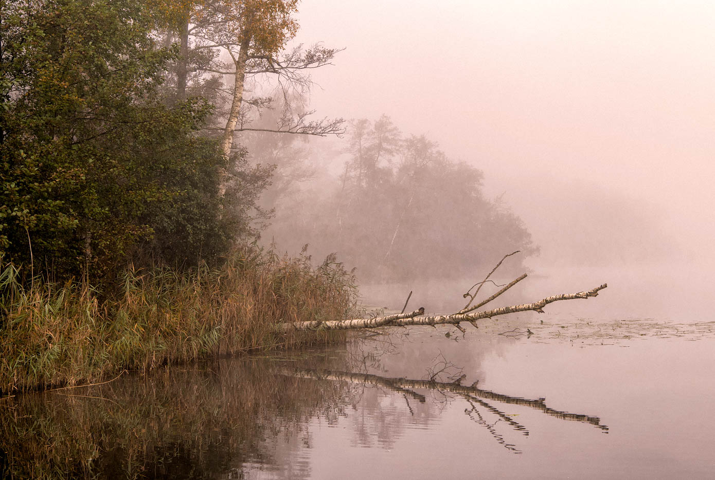 Nebelstimmung