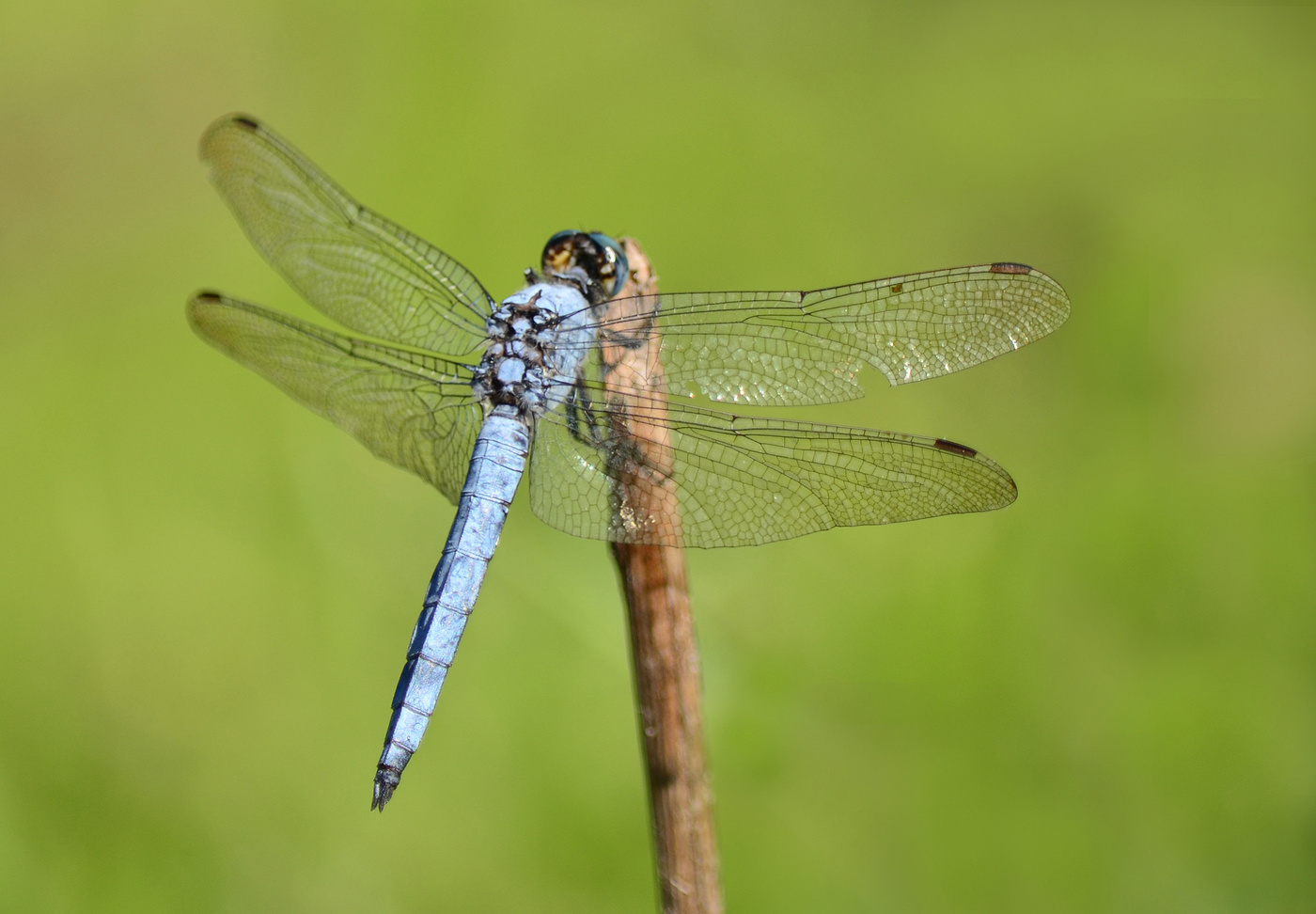 Dragonfly