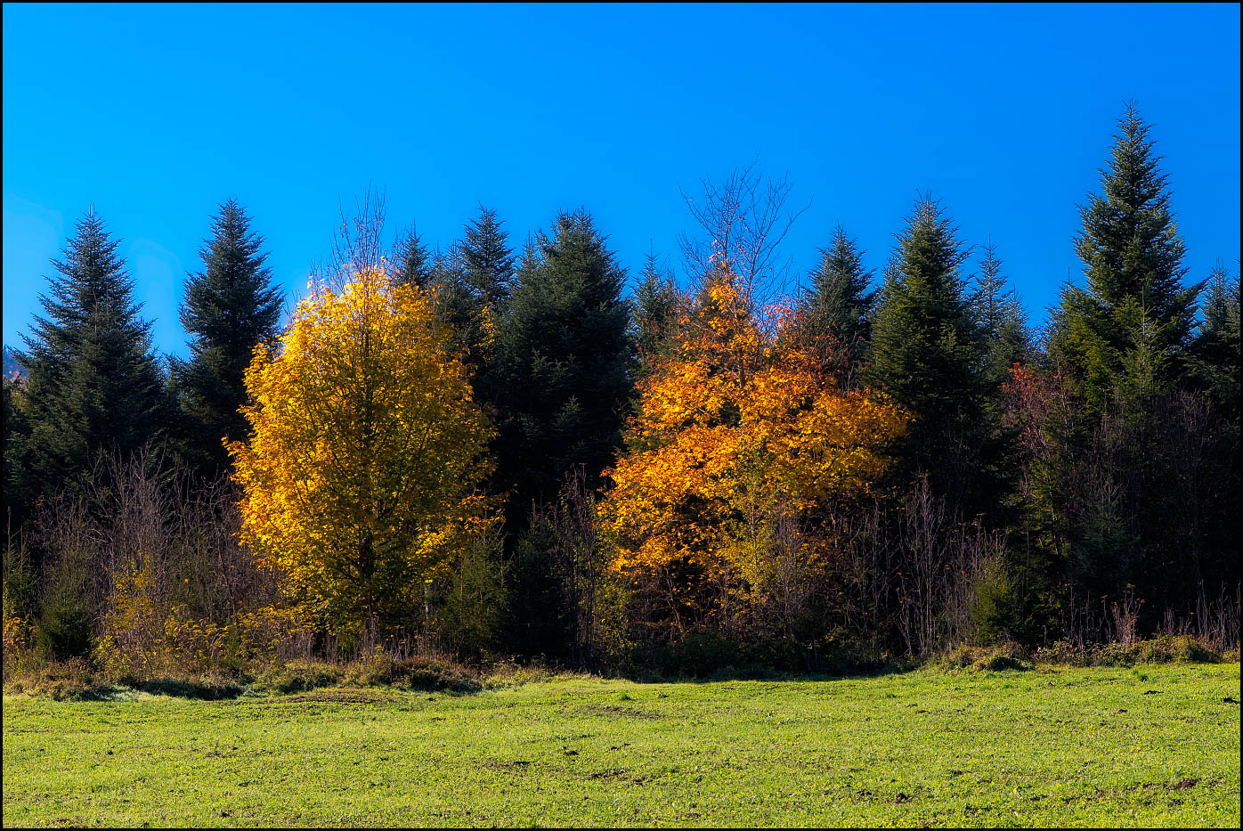 Goldener Herbst