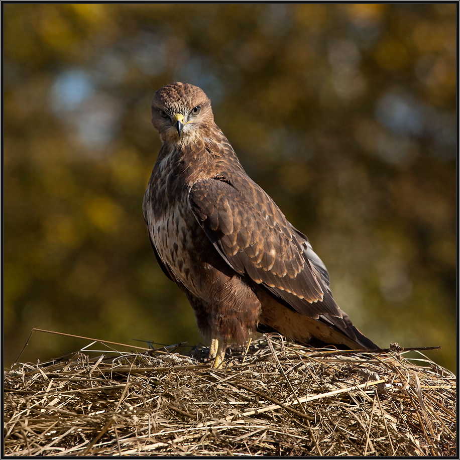 Bussard
