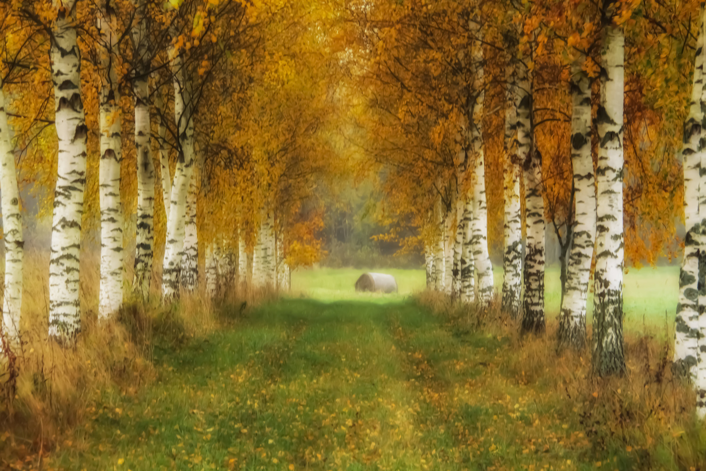 autumn birch alley