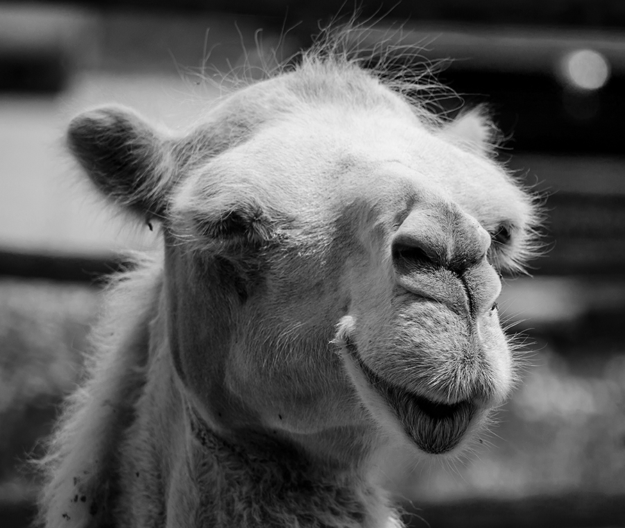 Schönheit rettet die Welt