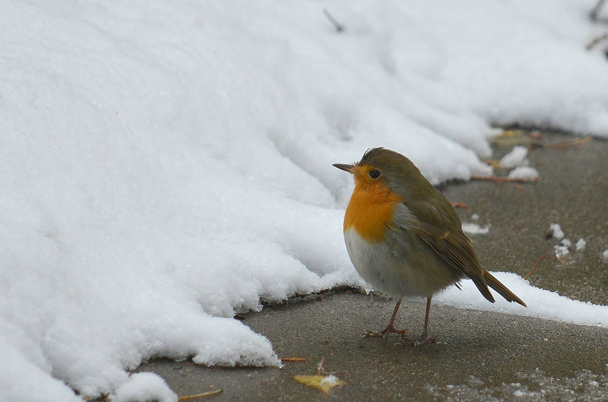 Am Vorabend der Winter
