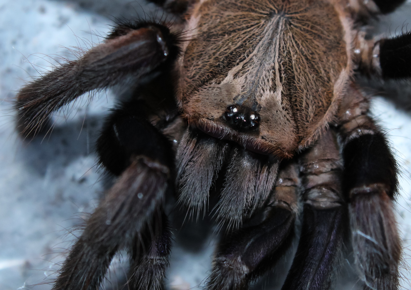 In meinen Augen sehe ich!