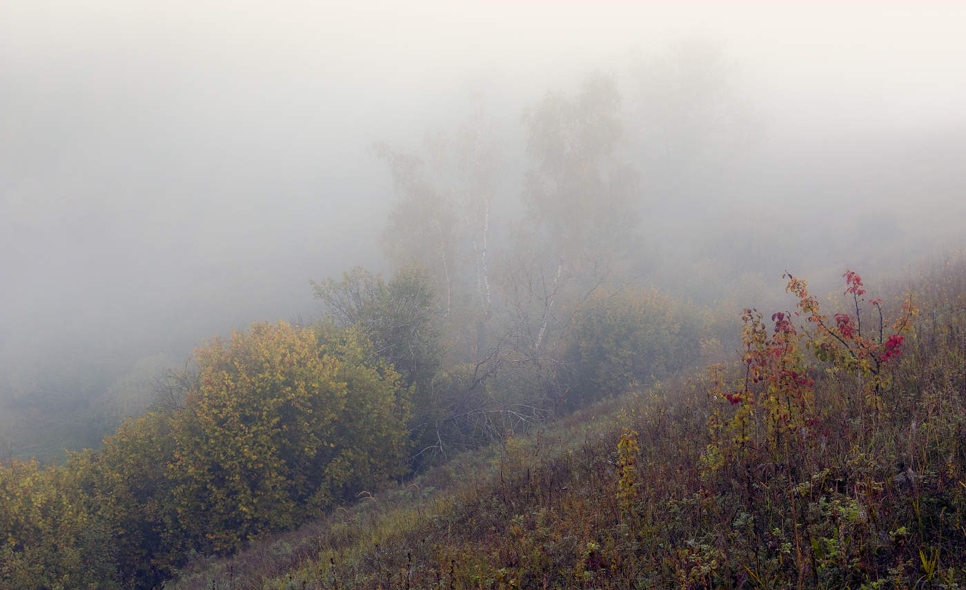 Die Suche nach einer Igel