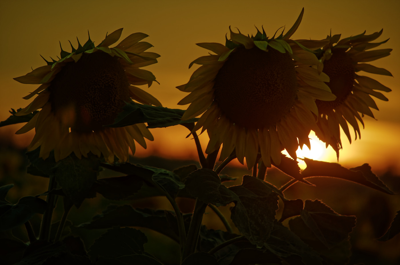 Und es wird ein neuer Tag