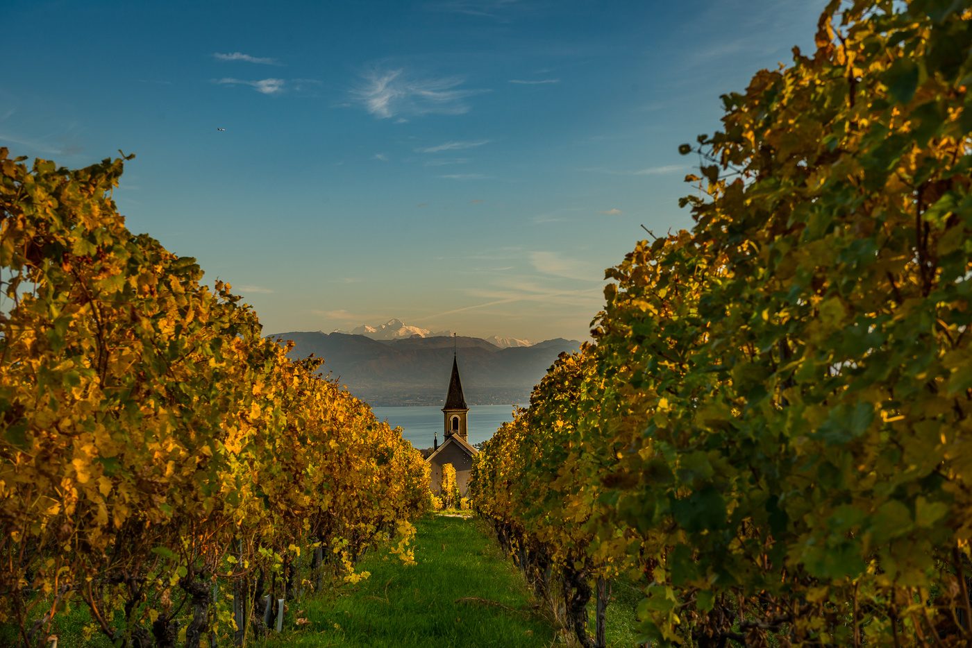 Mont Blanc over the vineyards