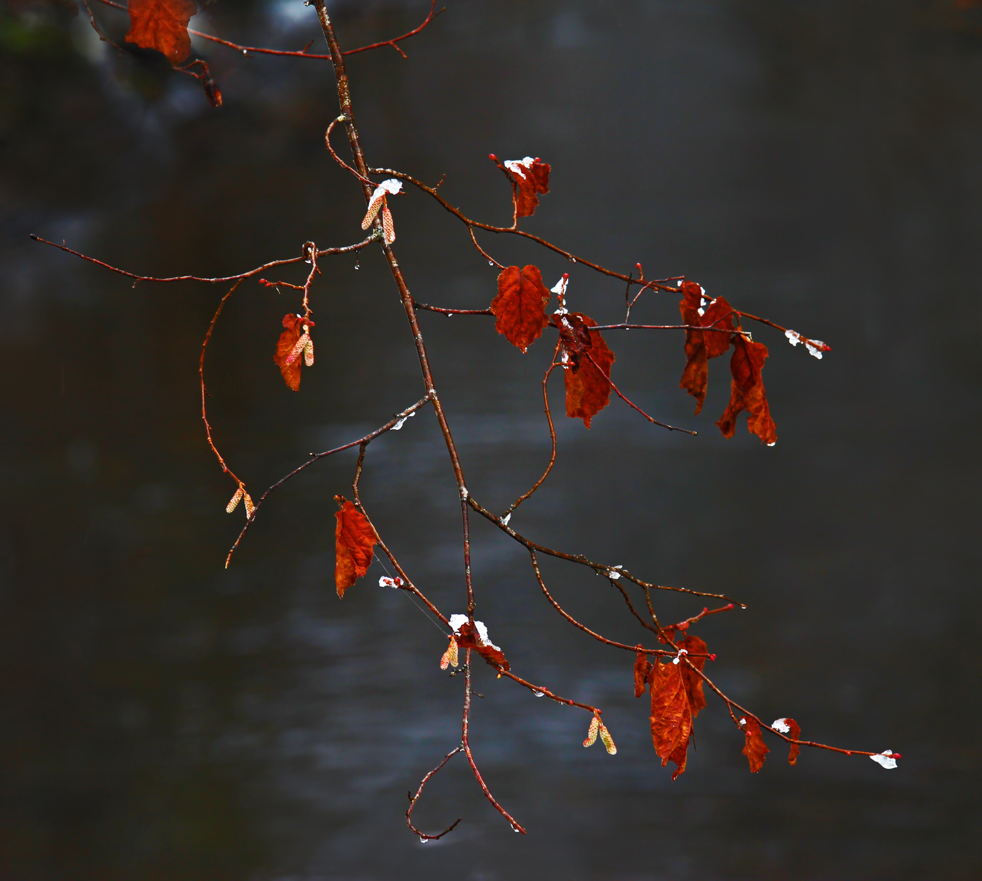 Last autumn leaves