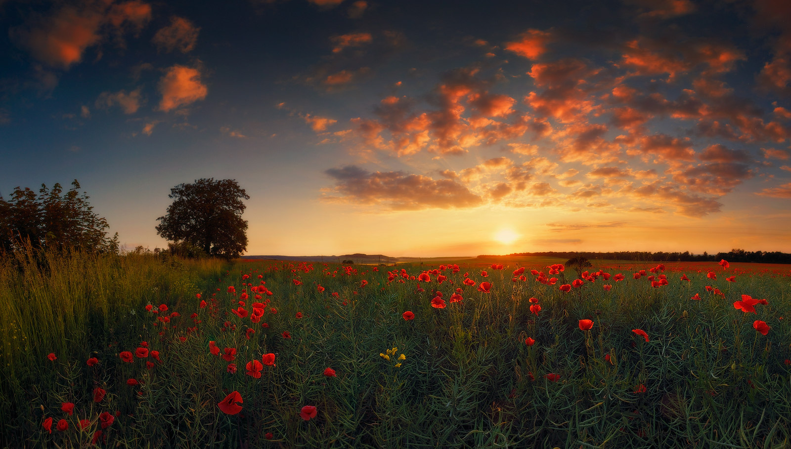 Poppy Sonnenuntergang