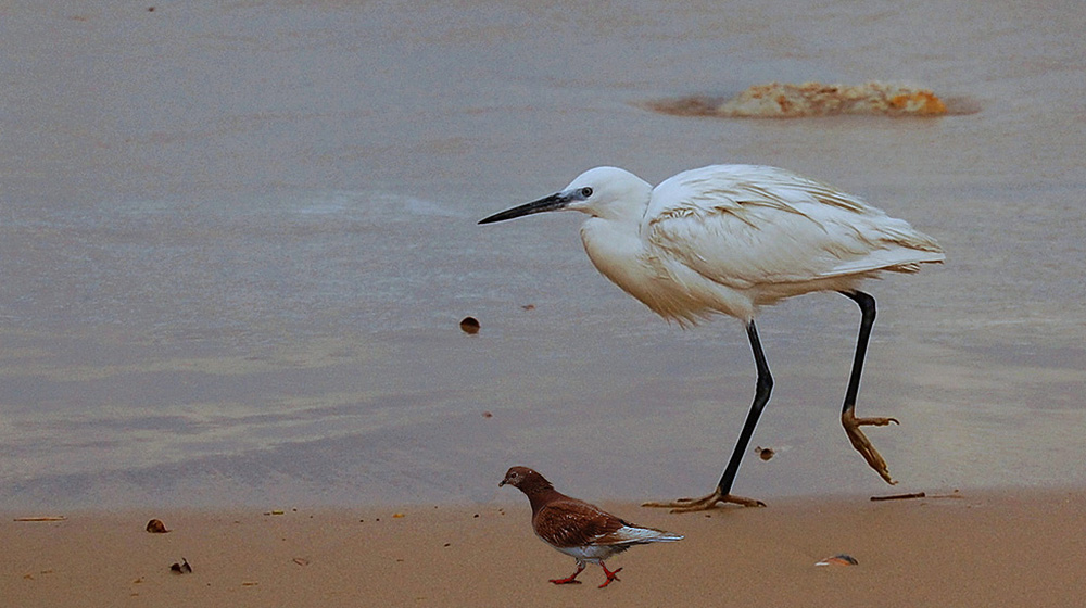 Gemeinsam fröhlich zu gehen ...