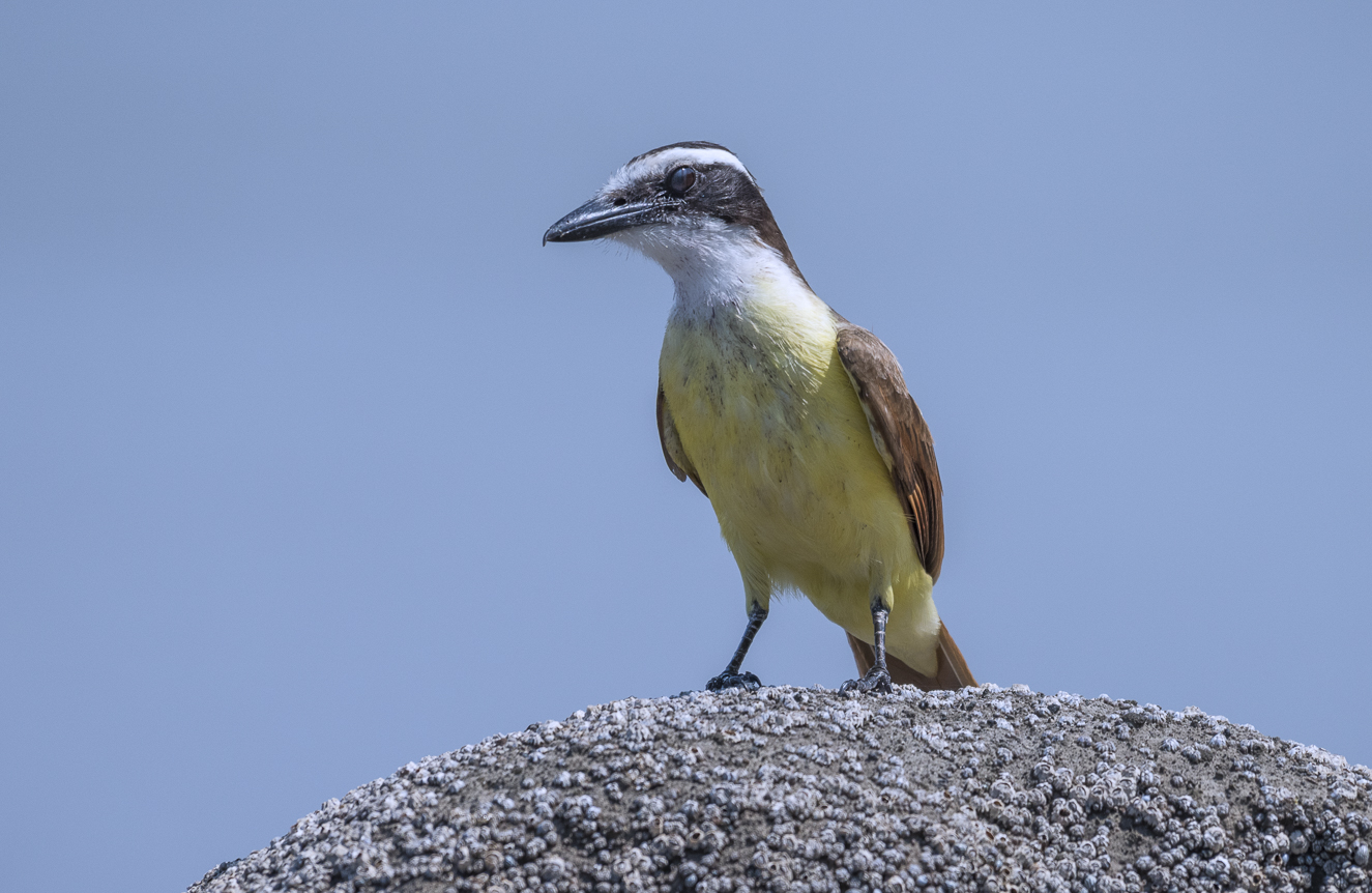 Great kiskadee