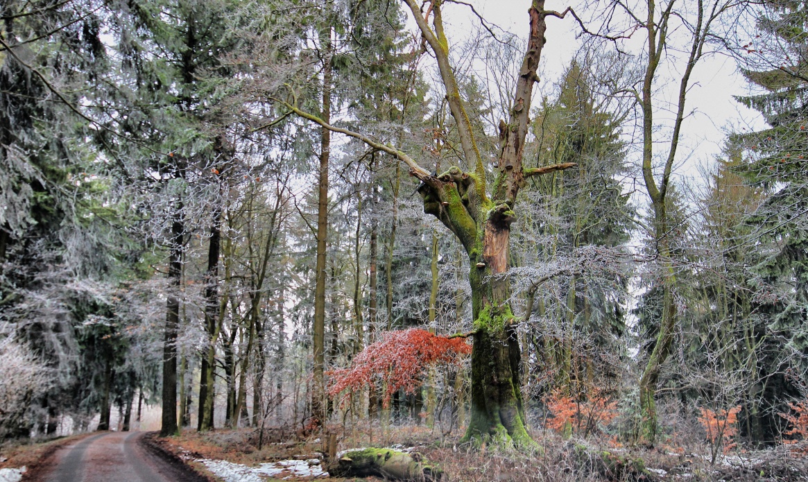 Ein frostiger Morgen