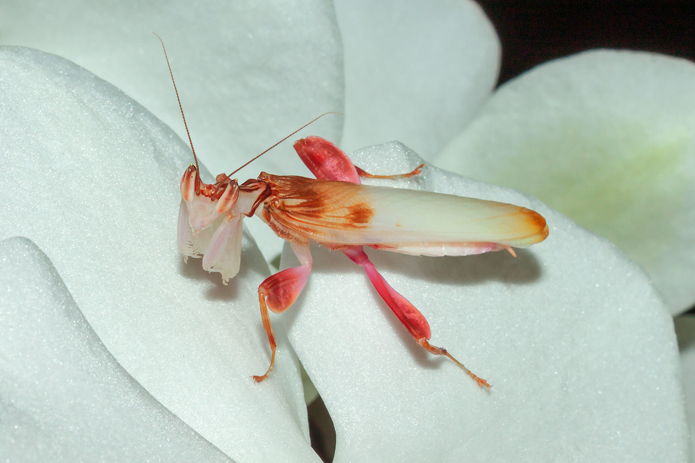 hymenopus coronatus