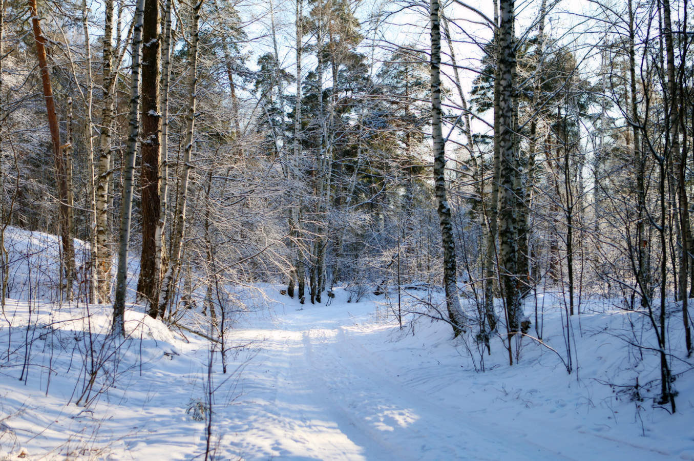 Winterwald.