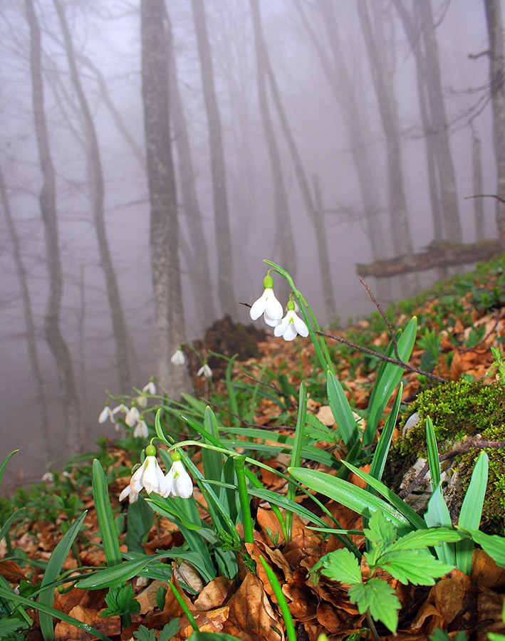 Schneeglöckchen gefaltet