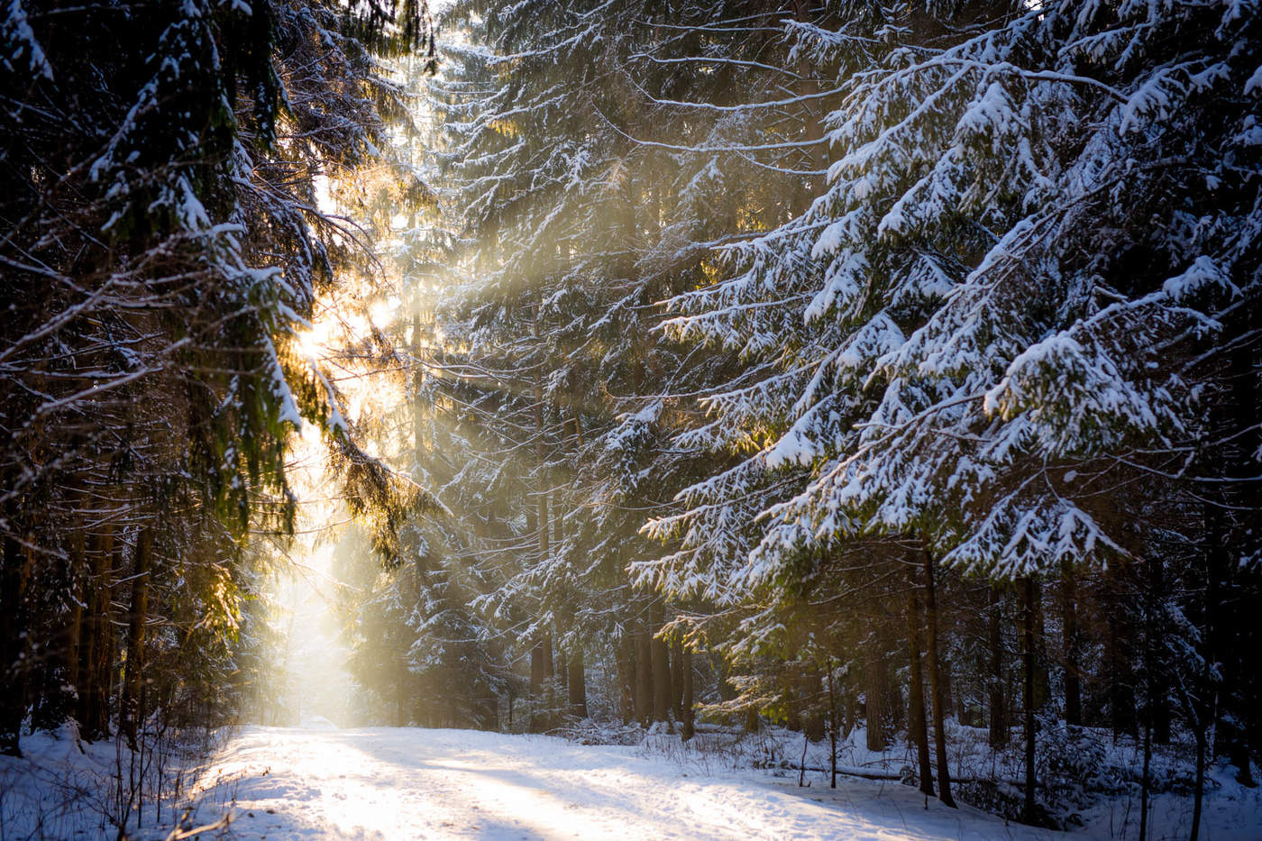 Die Sonne im Winterwald