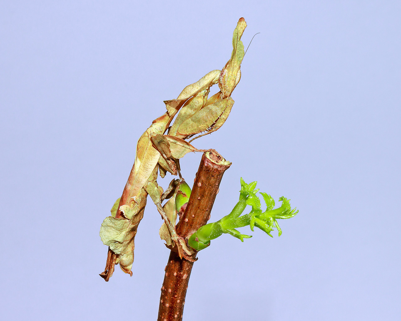 Geistermantis (Phyllocrania paradoxa)