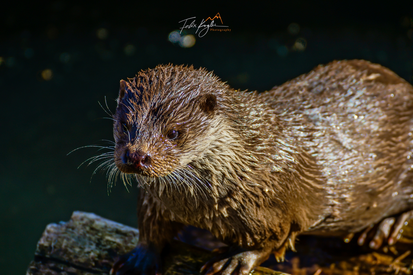 "Mein Freund der Fischotter"