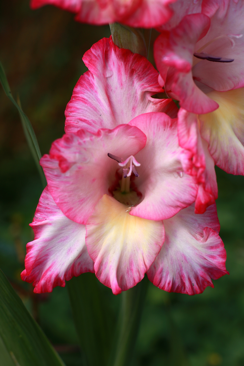Gladiole