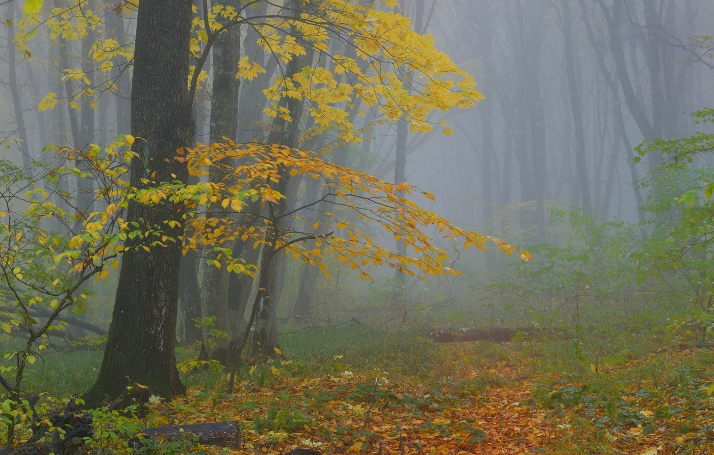 Herbst Morgendämmerung