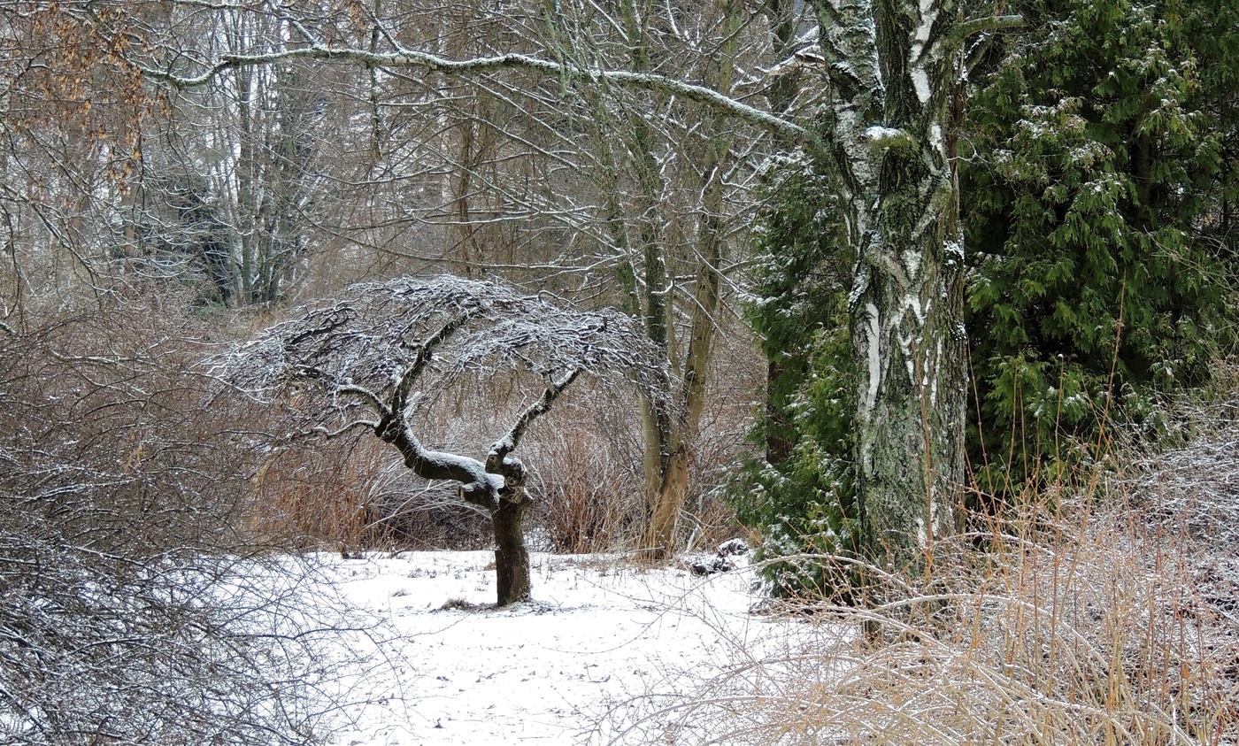 Wald Geheimnis