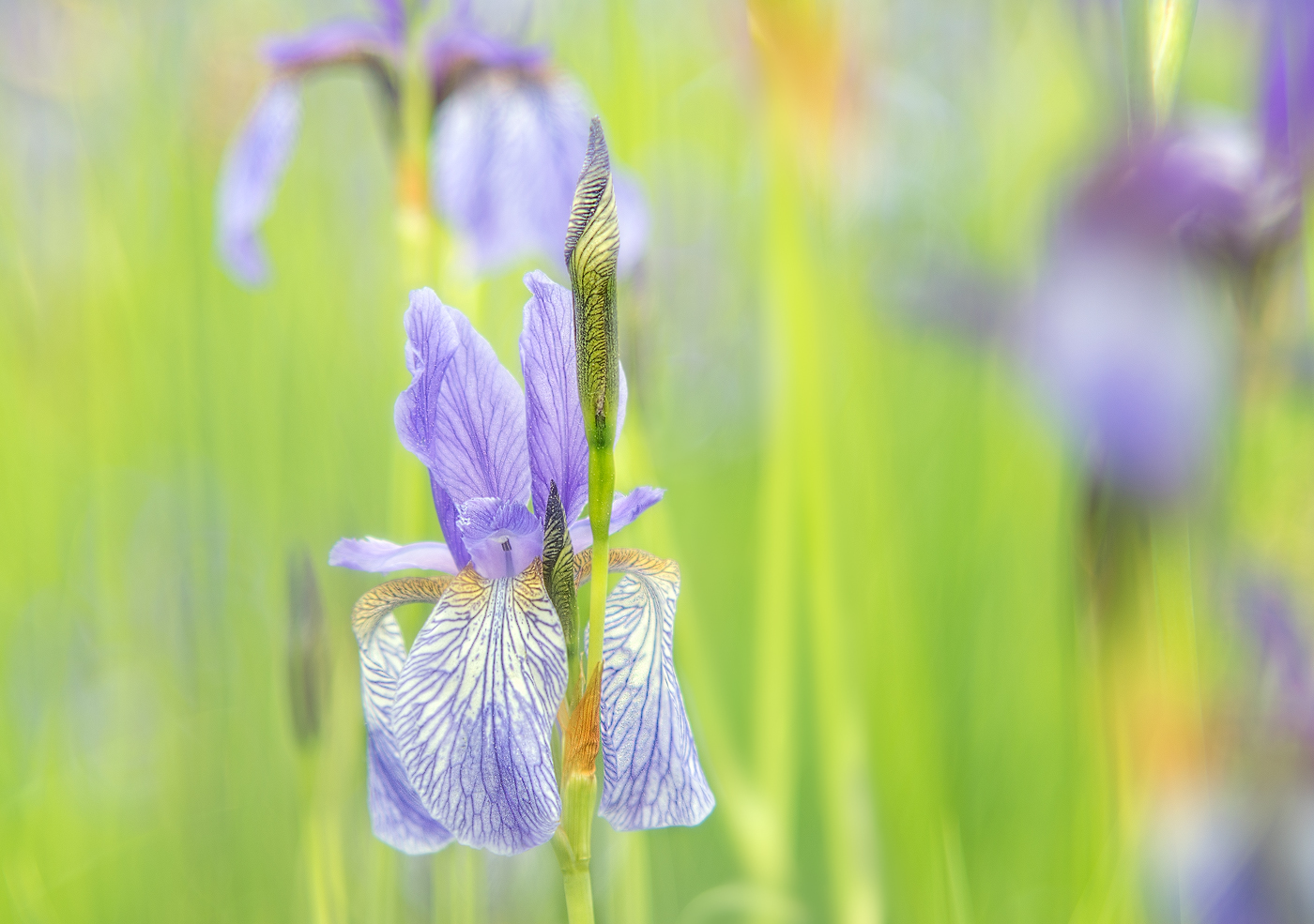 sibirische Schwertlilie