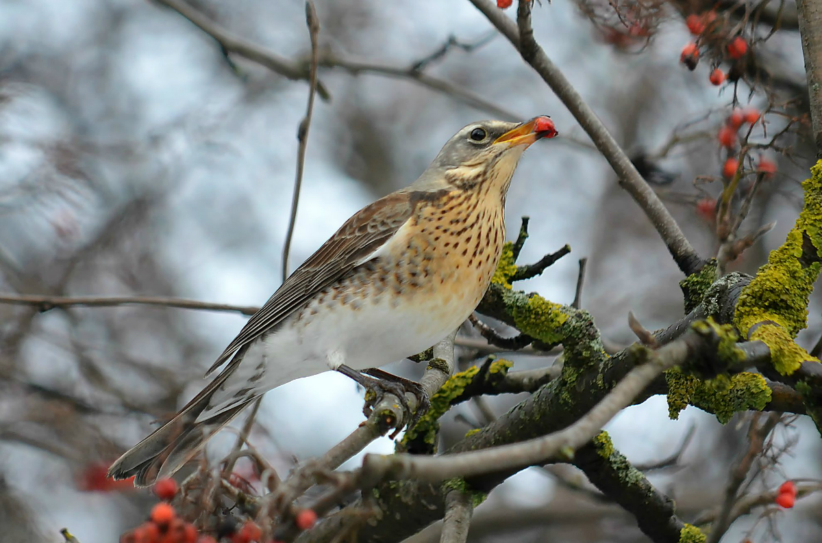 Thrush Wacholderdrossel