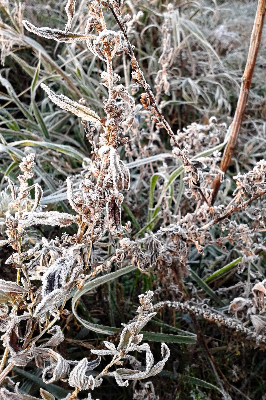 Ein frostiger Morgen