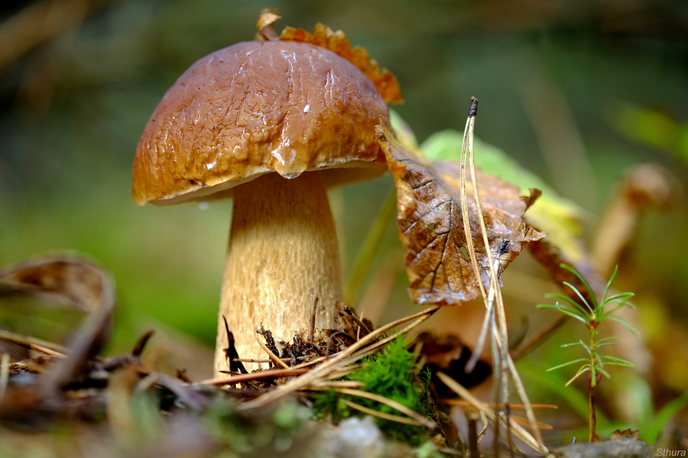 Zeichen des Herbstes.