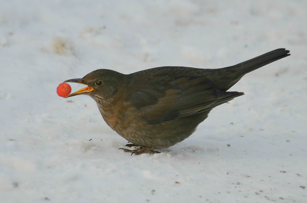 Geschenk des Himmels