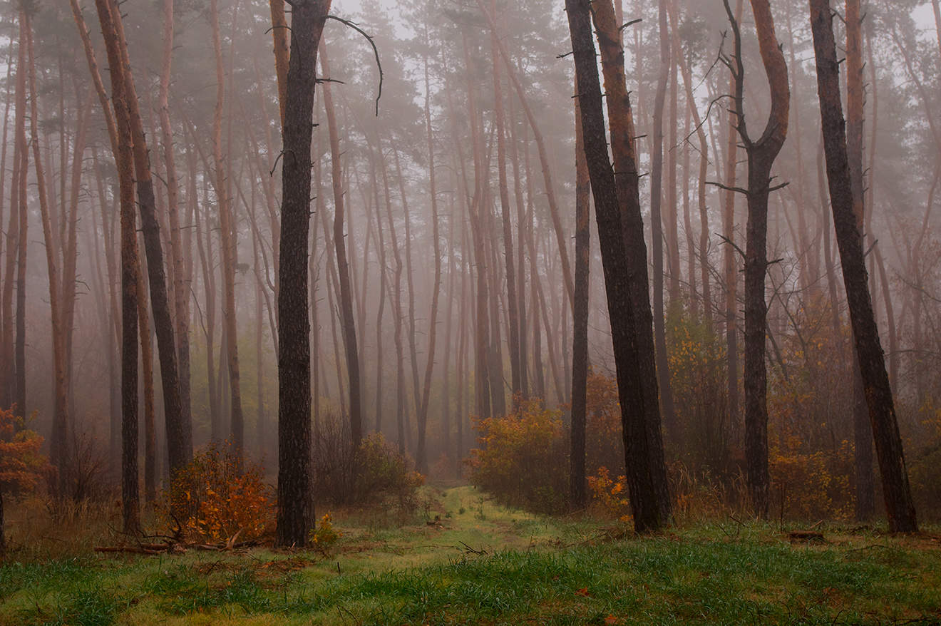 Morgen in einem Kiefernwald