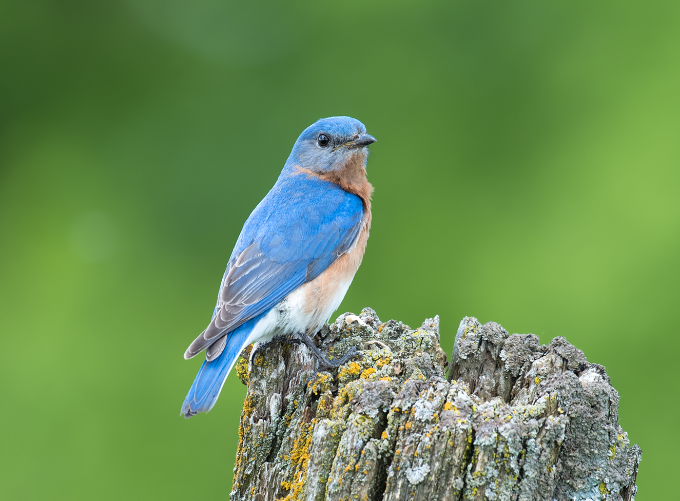 Eastern bluebird (male)