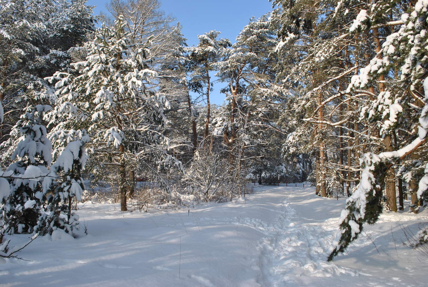 Winterwald