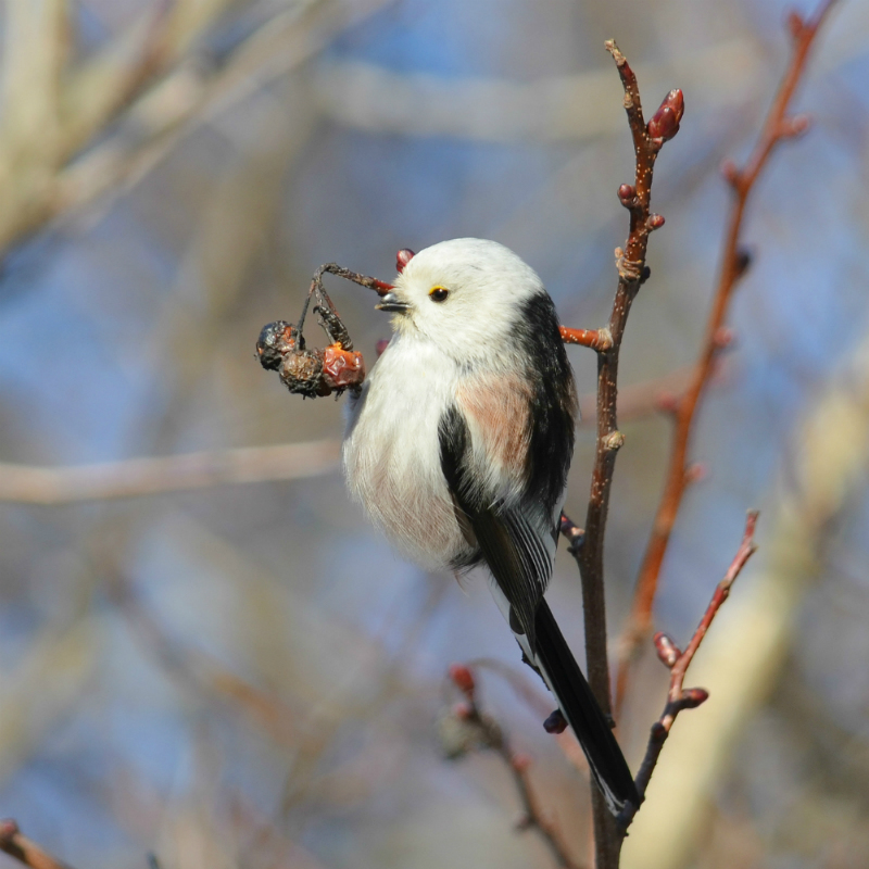 Long-tailed Tit