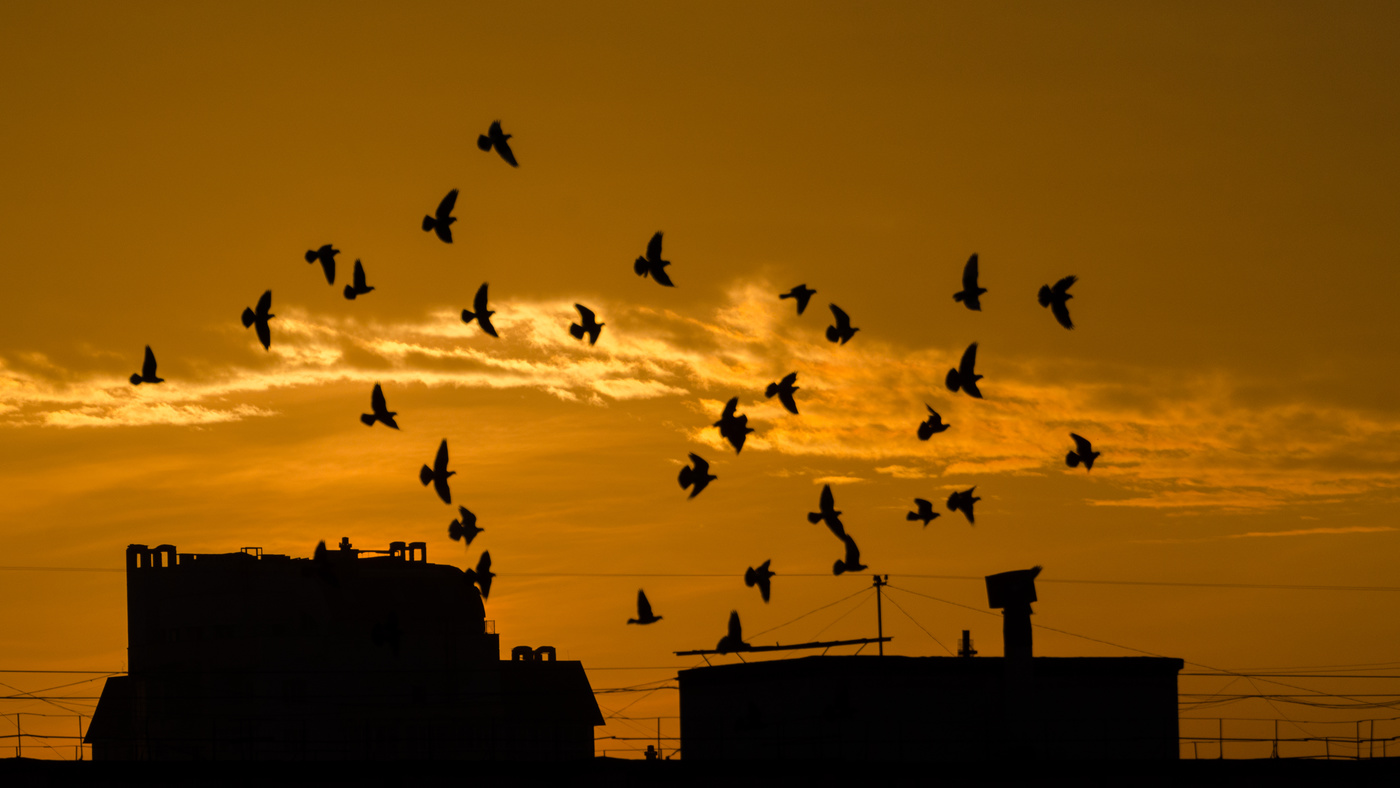 Der Morgen des neuen Tages