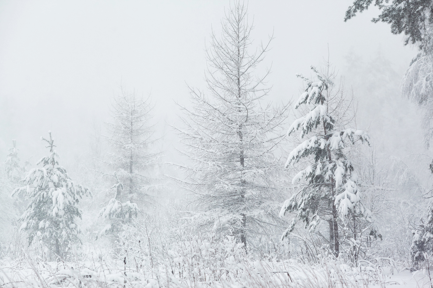 Die Februar-Schneefall