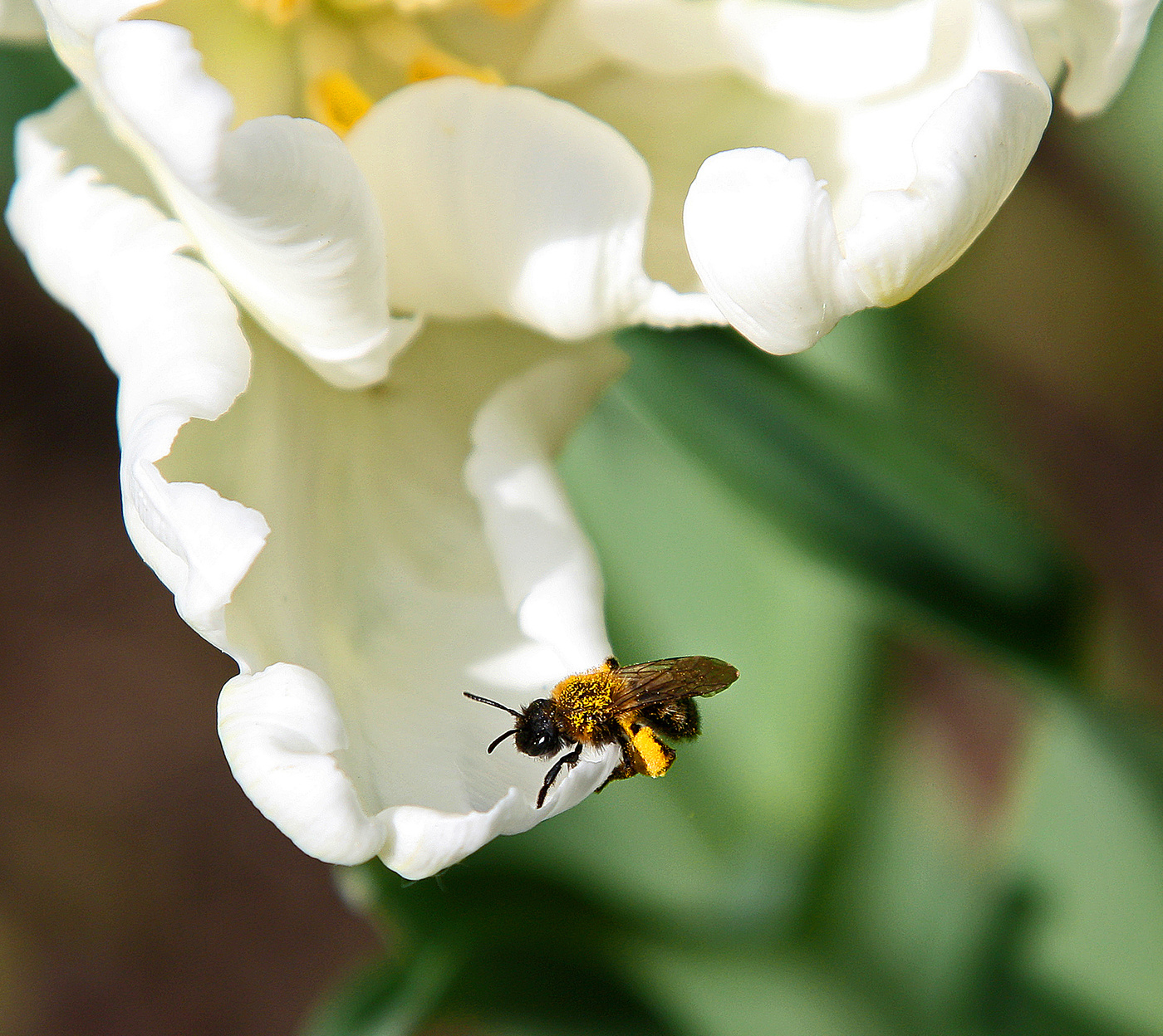 Frühling Hausarbeit